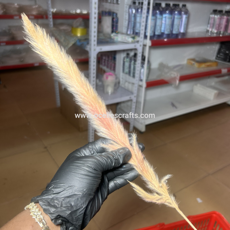 25cm-40cm Light Pink Small Pampas Grass