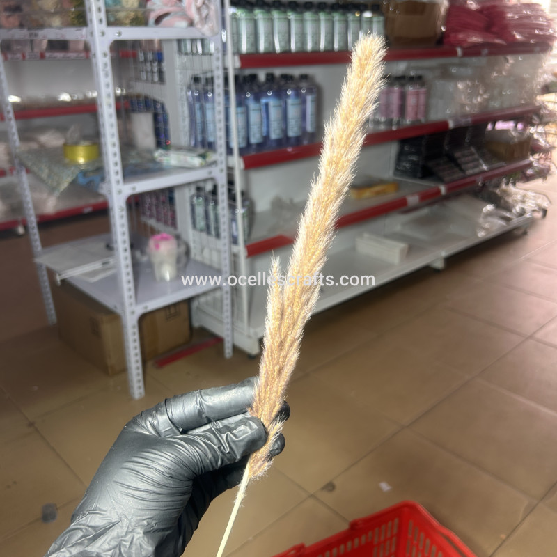 25cm-40cm Primary Small Pampas Grass